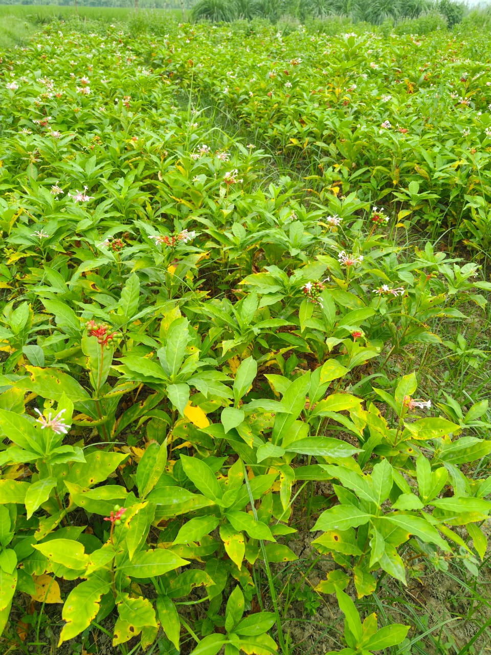 Sarpgandha Plant (Rauvolfia Serpentina) – Premium Ayurvedic Nursery Plant | Bulk Order Available