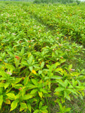 Sarpgandha Plant (Rauvolfia Serpentina) – 100 Plants Bundle