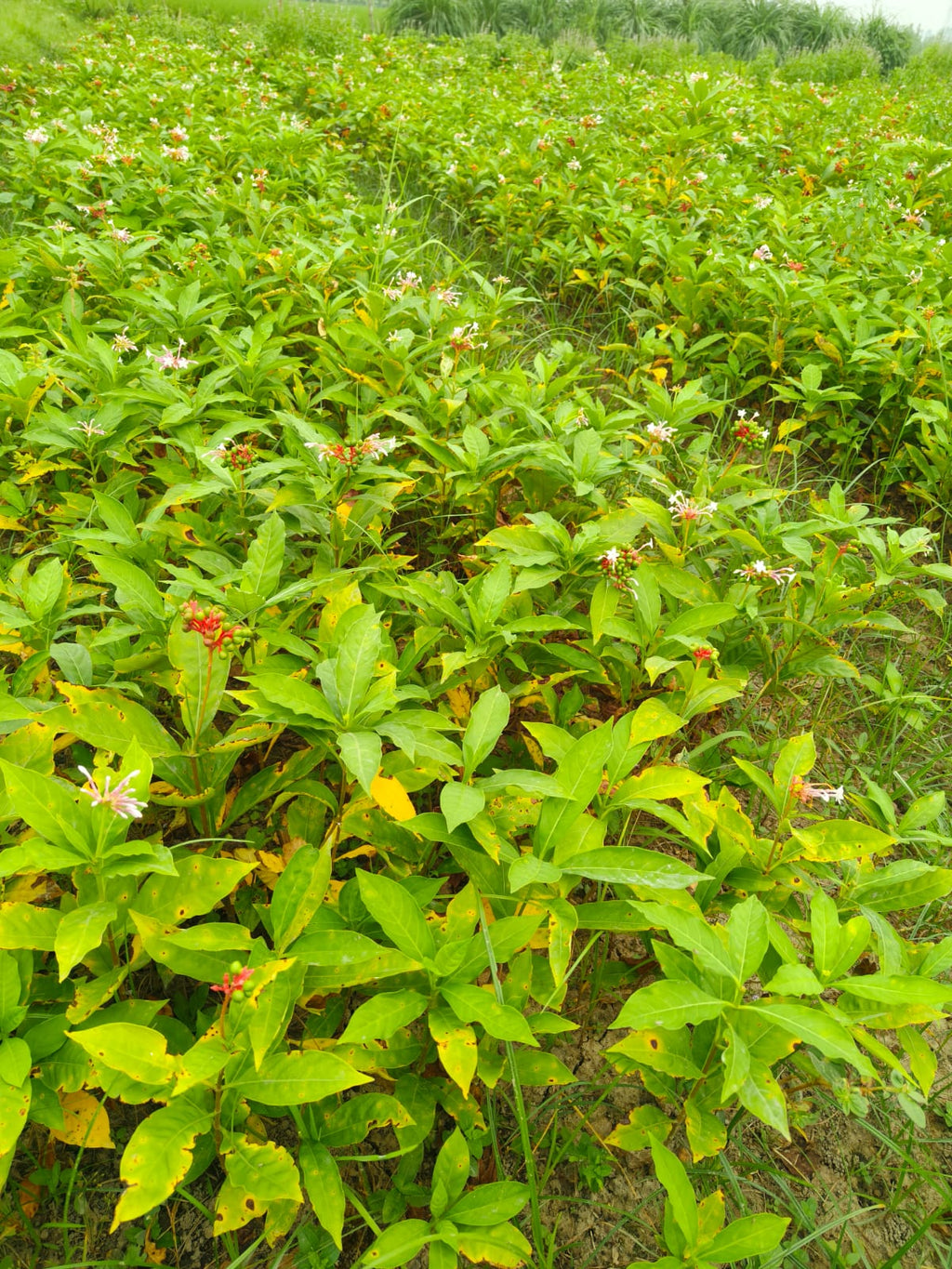 Sarpgandha Plant (Rauvolfia Serpentina) – Premium Ayurvedic Nursery Plant | Bulk Order Available