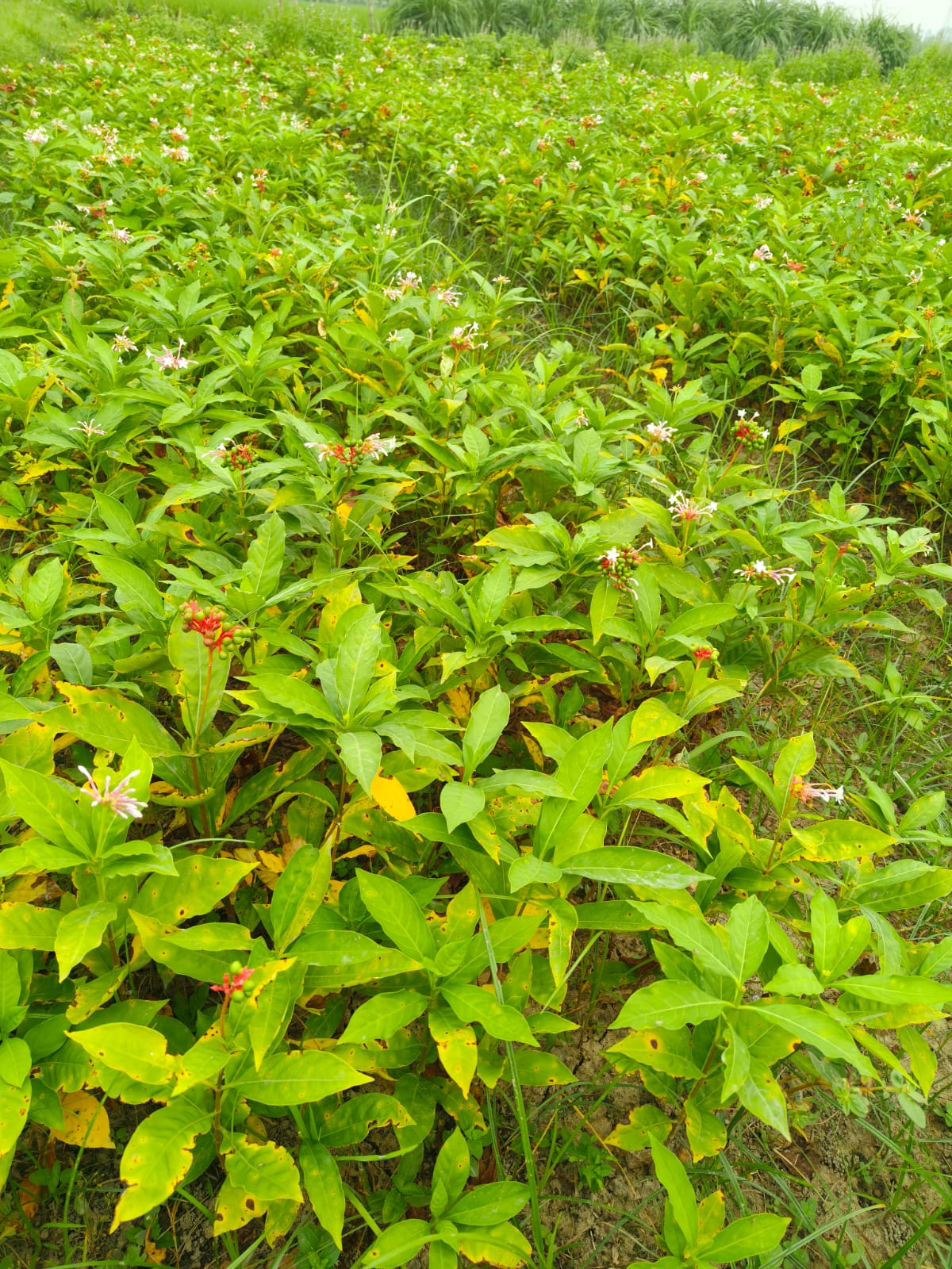 Sarpgandha Plant (Rauvolfia Serpentina) – Premium Ayurvedic Nursery Plant | Bulk Order Available