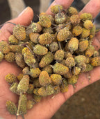 Irani Akarkara Seeds | High Yield Medicinal Crop | Ayurvedic Farming