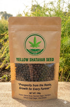 Samridhi Herbs Yellow Shatavar Seed  premium variety 100g packet with high germination seeds.