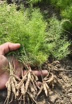 Samridhi Herbs Yellow Shatavar Seed  premium variety 100g packet with high germination seeds.