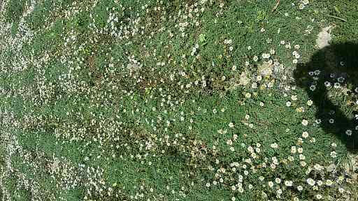 Deshi Akarkara plant field in bloom