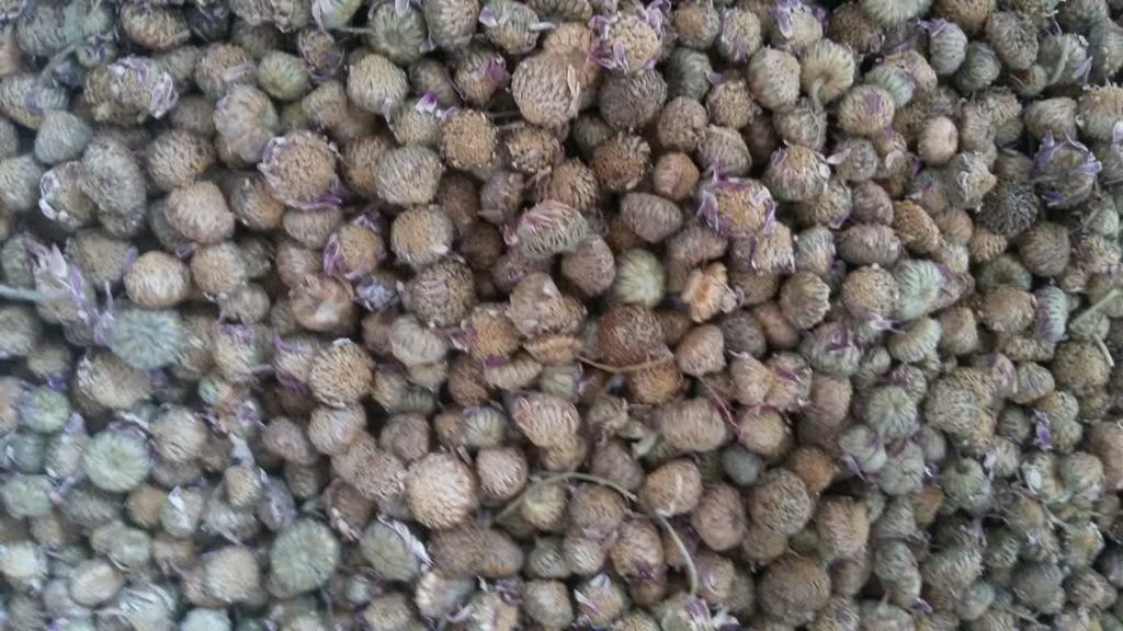 Deshi Akarkara Seeds — bulk quantity