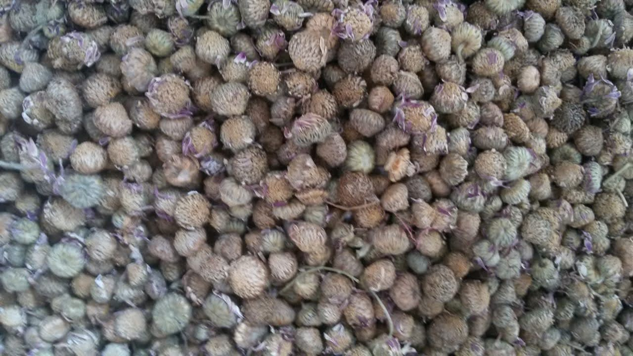 Deshi Akarkara Seeds — bulk quantity