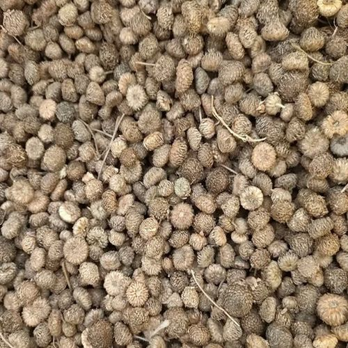 Deshi Akarkara Seeds — High Yield Root Crop