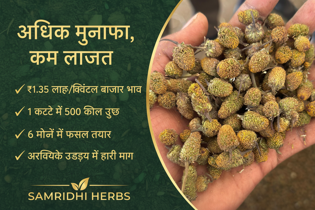 Irani Akarkara Seeds - Adhik Munafa Kam Lagat - SAMRIDHI HERBS Profit Banner