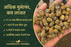Irani Akarkara Seeds - Adhik Munafa Kam Lagat - SAMRIDHI HERBS Profit Banner