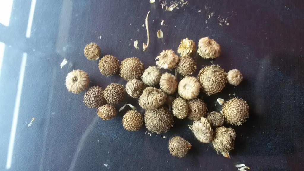 Deshi Akarkara Seeds — close up