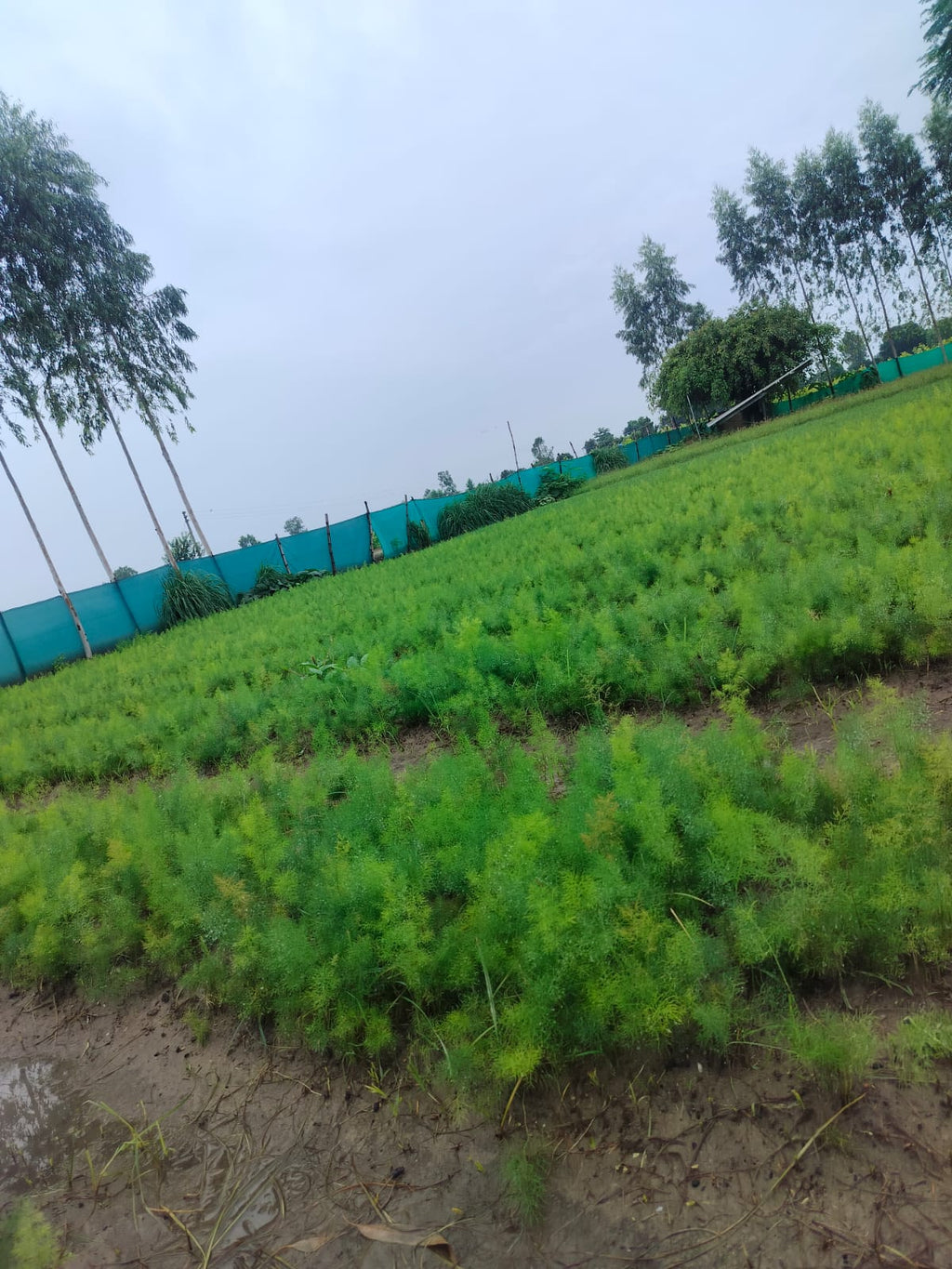 Organic Yellow Shatavar (Asparagus Racemosus)