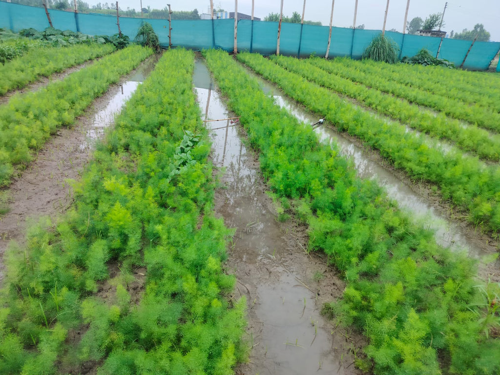 Organic Yellow Shatavar (Asparagus Racemosus)