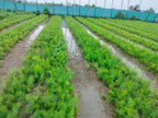 Organic Yellow Shatavar (Asparagus Racemosus)