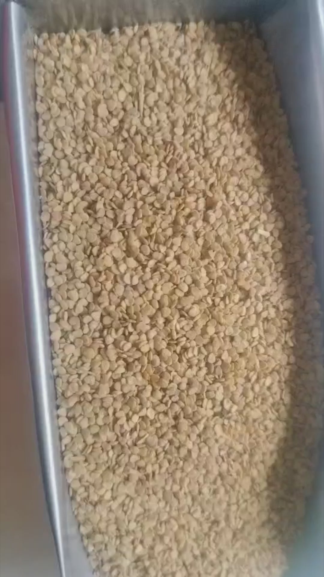 Ashwagandha Seeds Organic - Variety Jawahar