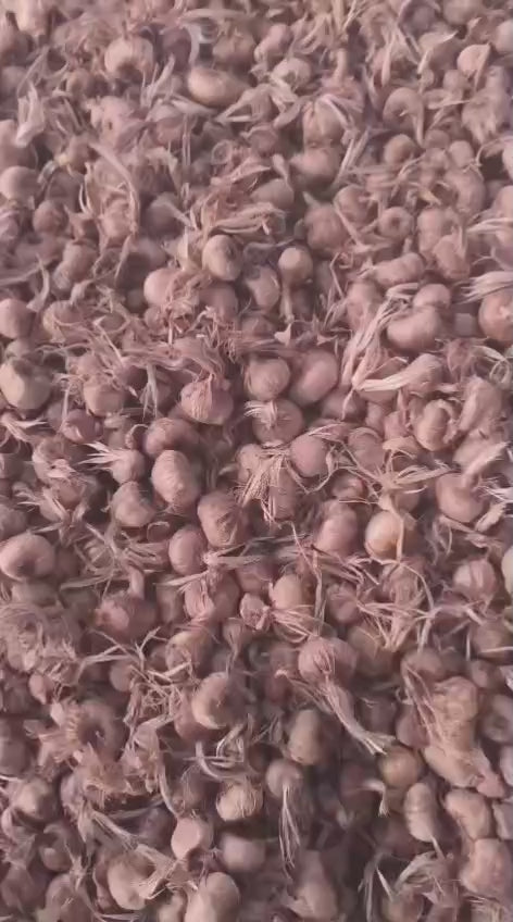 Kashmiri Saffron Bulbs – Premium Quality Crocus Sativus (Kesar Corms)