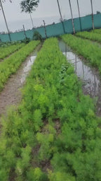 Organic Yellow Shatavar (Asparagus Racemosus)