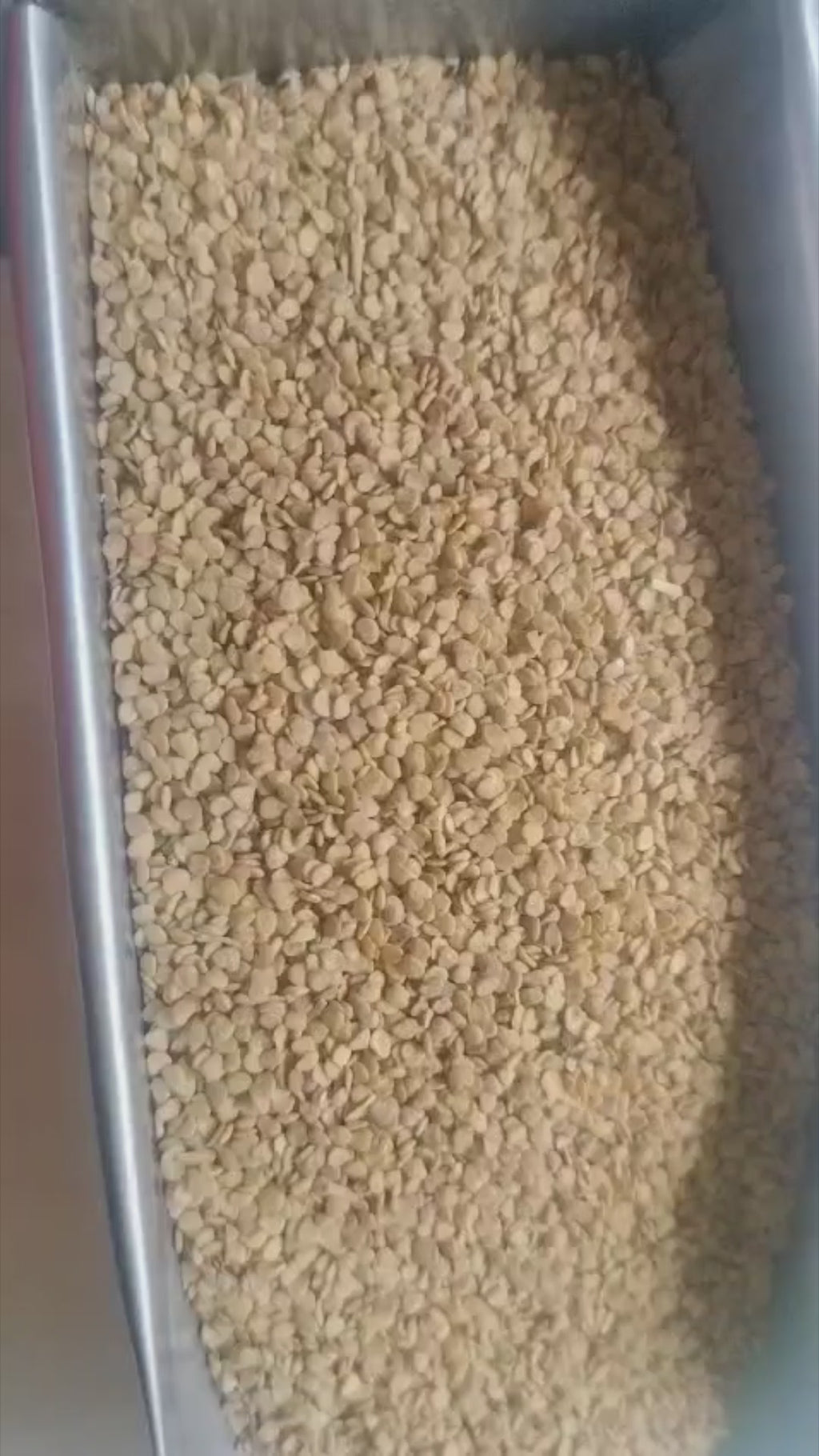Ashwagandha Seed Nagauri  (नागौरी अश्वगंधा) – Pure & Untreated Seeds