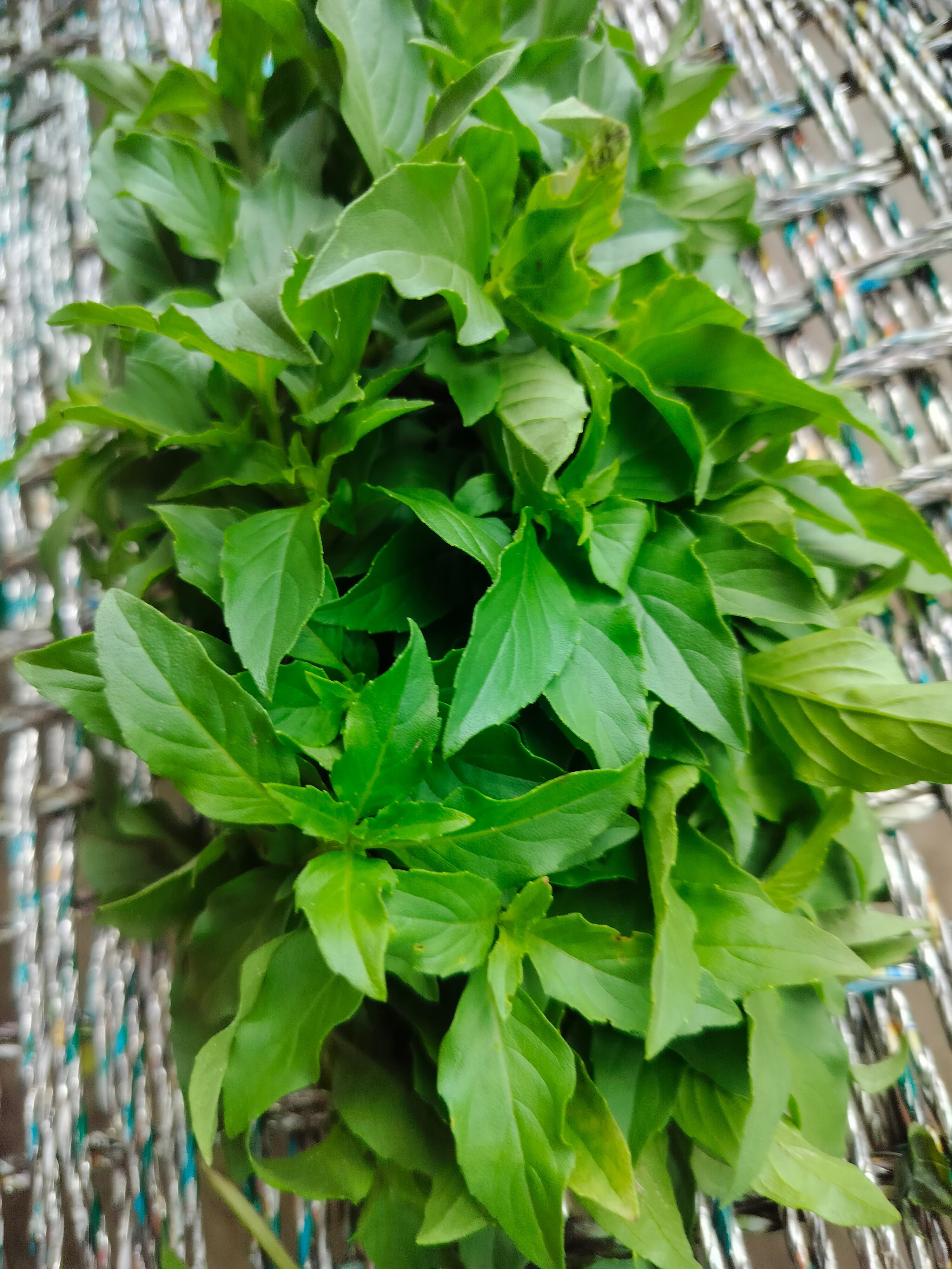 Basil Nursery Plant