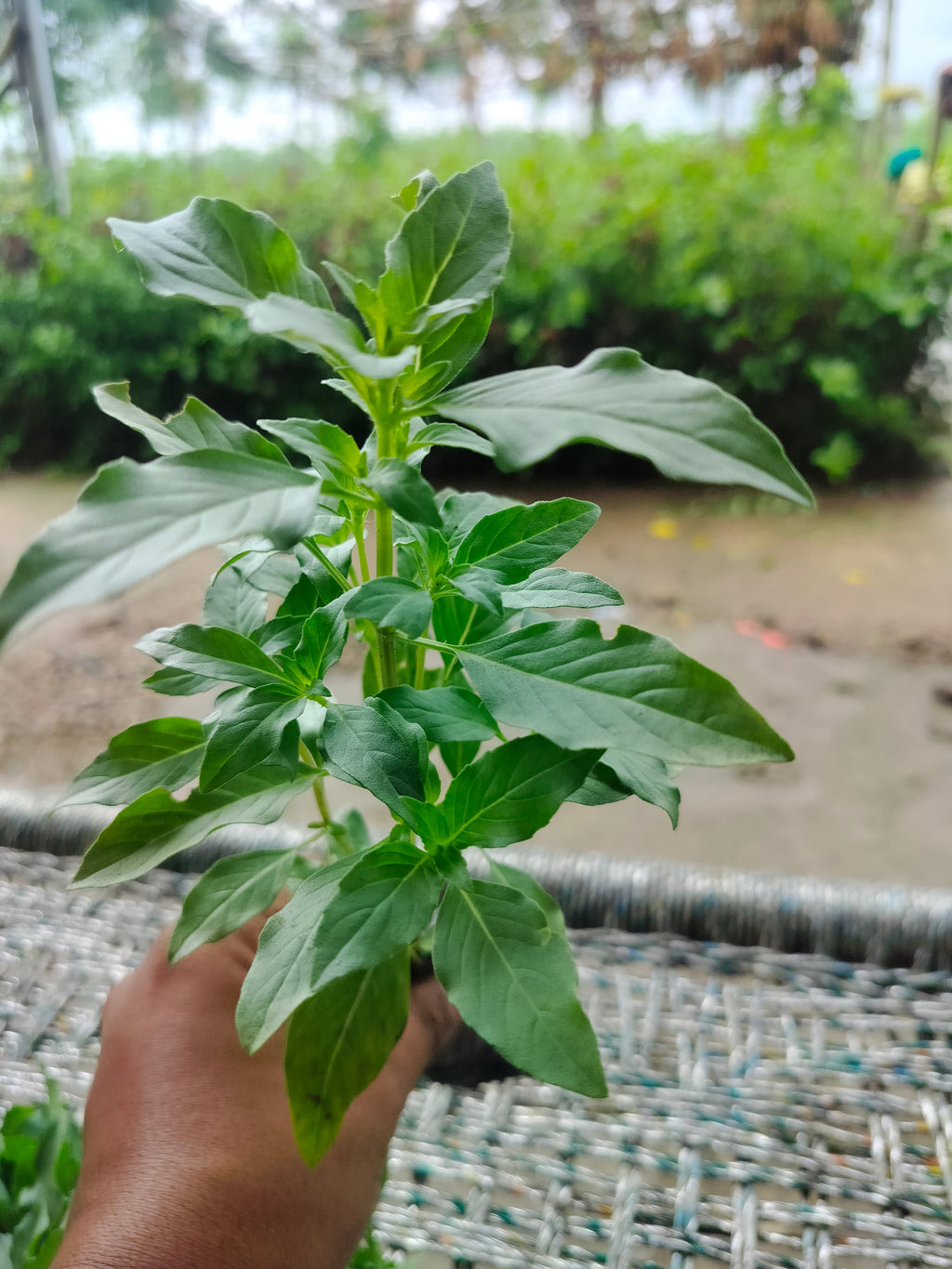 Basil Nursery Plant