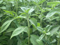 Stevia Plant (Live Plant)