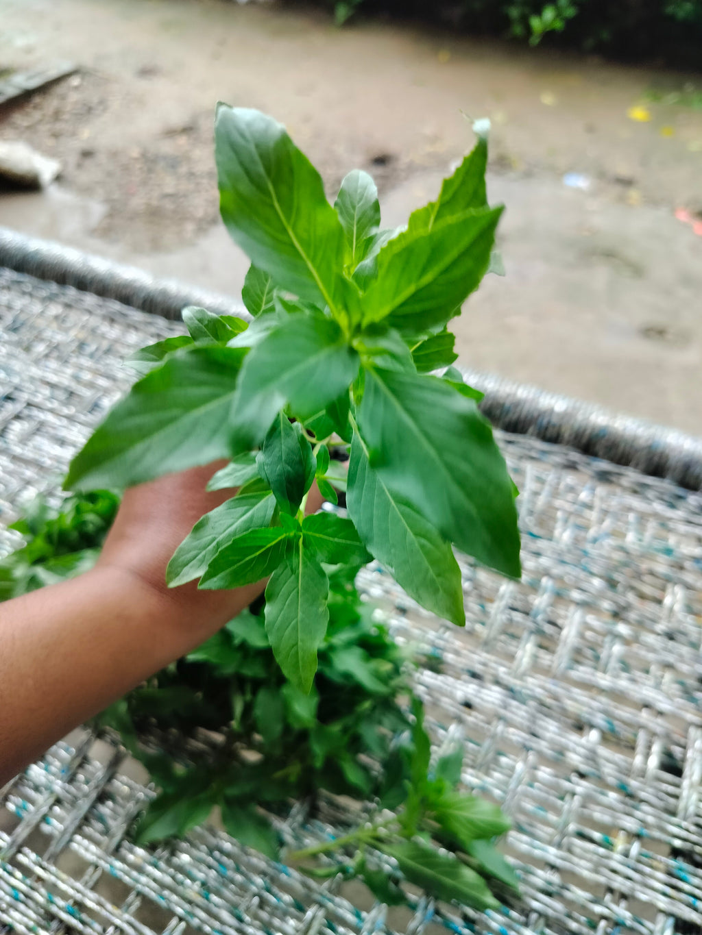 Basil Nursery Plant