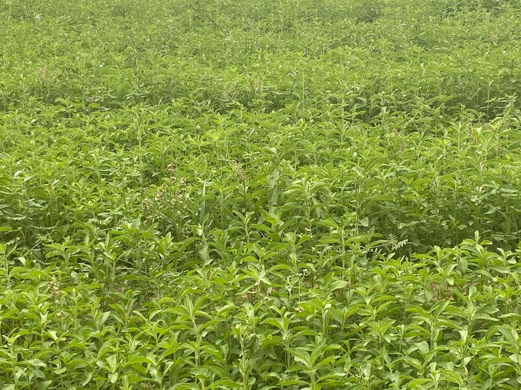 Stevia Plant (Live Plant)