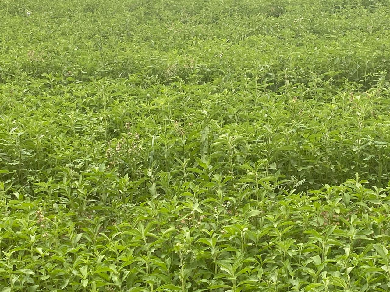 Stevia Plant (Live Plant)