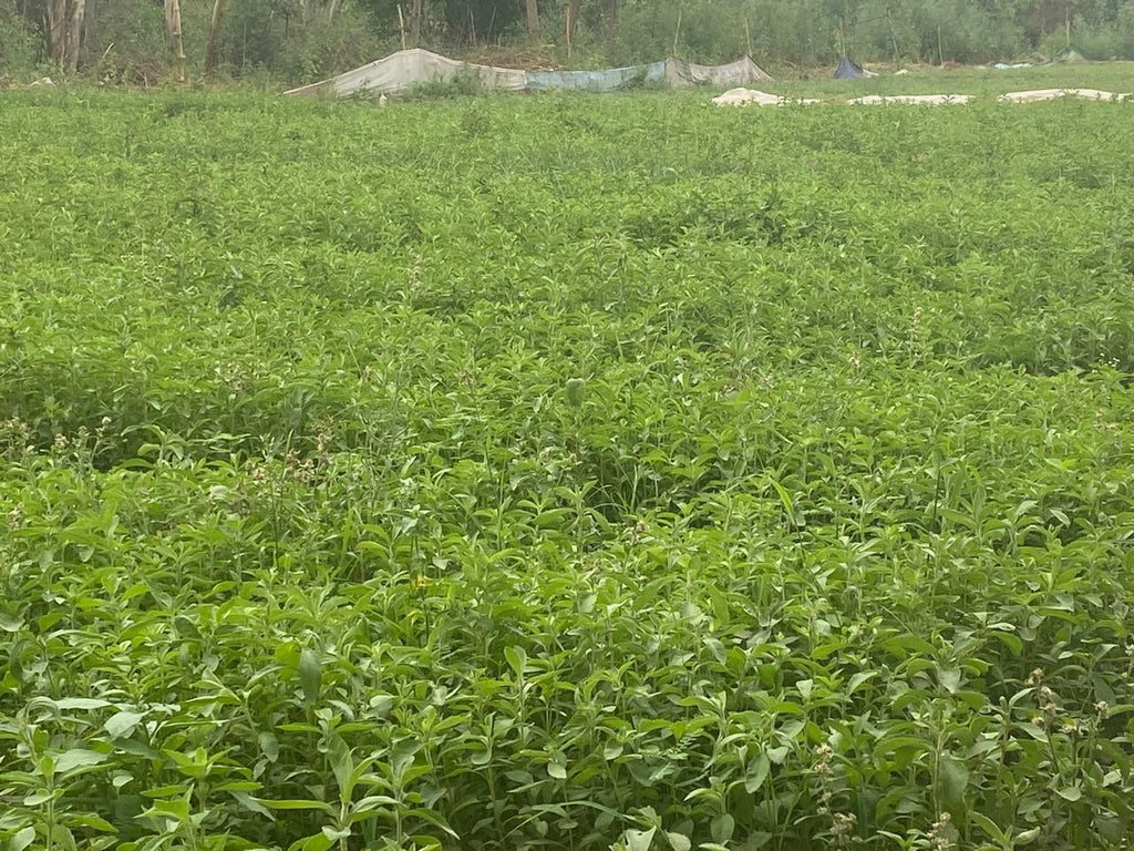 Stevia Plant (Live Plant)