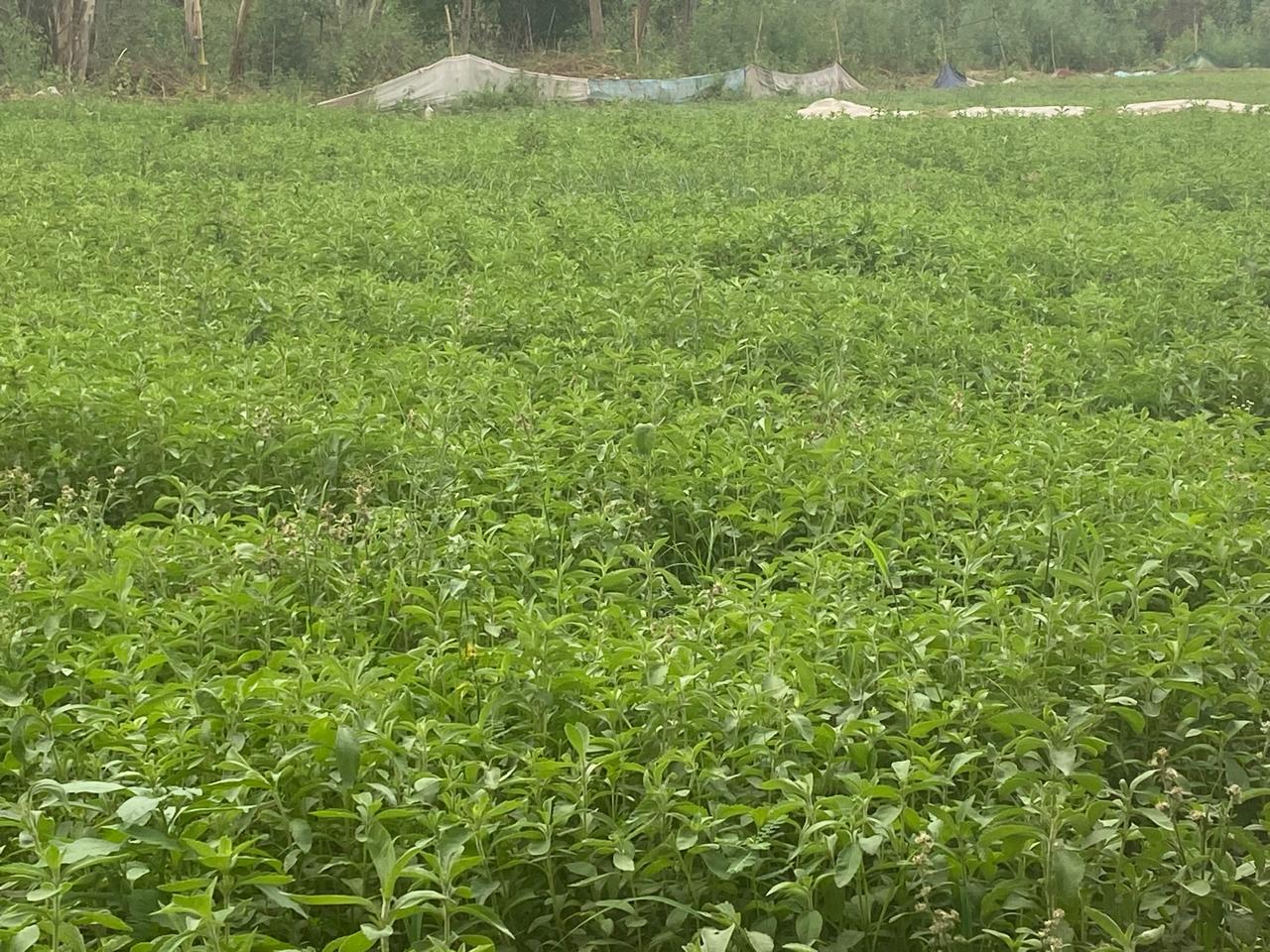 Stevia Plant (Live Plant)
