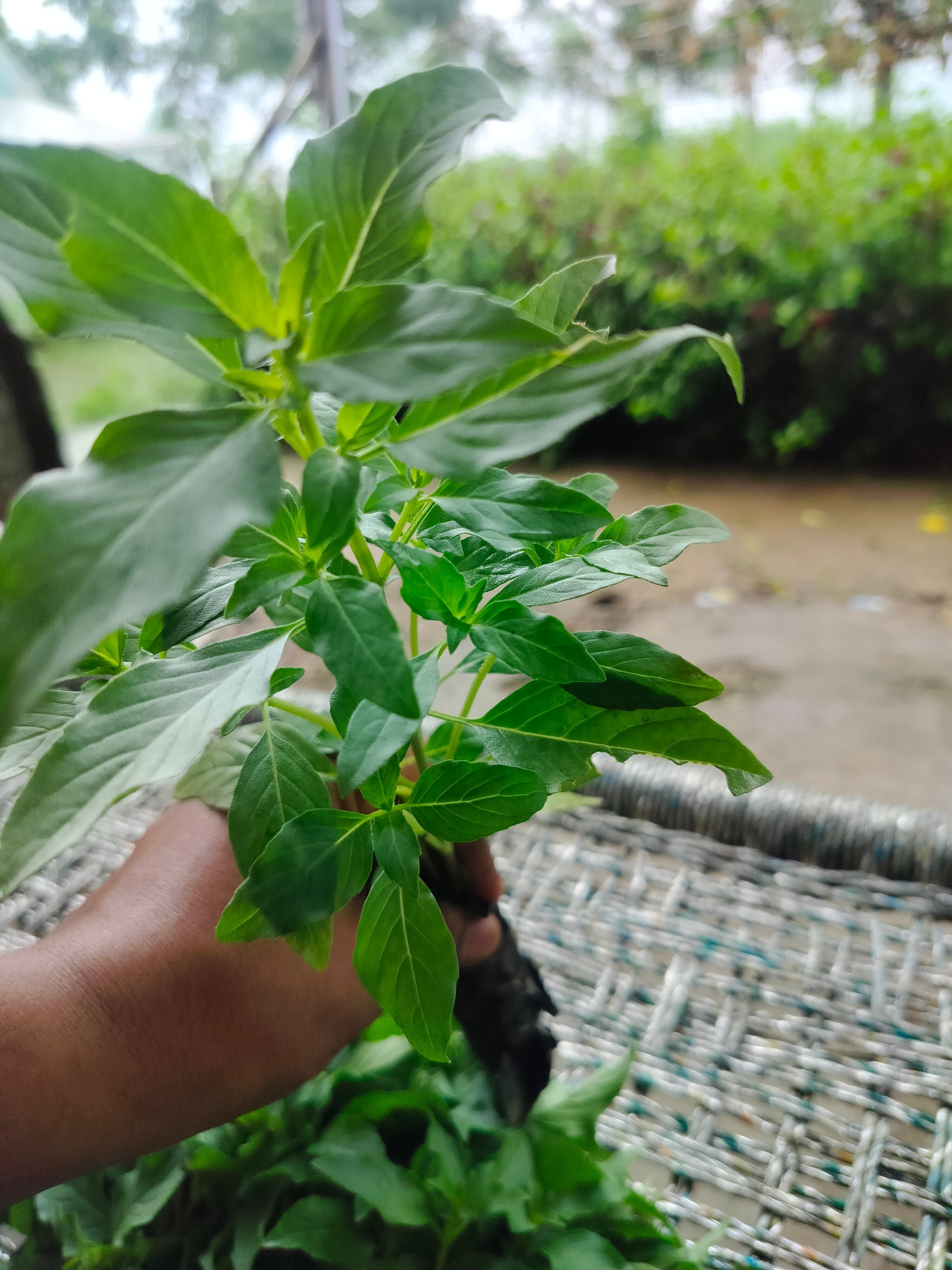 Basil Nursery Plant
