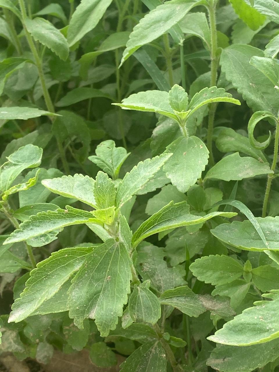 Stevia Plant (Live Plant)