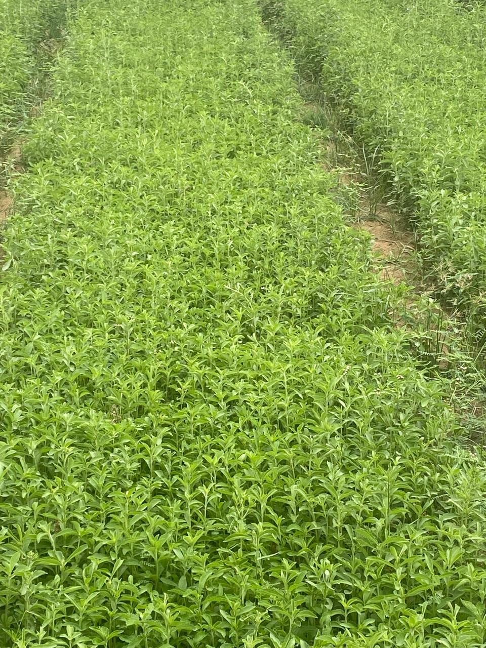 Stevia Plant (Live Plant)
