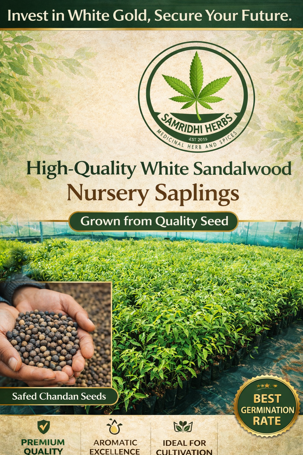 Safed Chandan Seeds - Premium Quality 100g