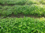 Sarpgandha Seed (Rauvolfia Serpentina) 100gm