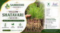 Samridhi Herbs Yellow Shatavar Seed  premium variety 100g packet with high germination seeds.