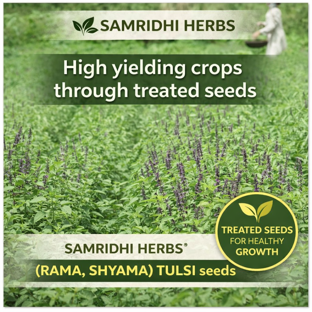 Basil Tulsi Seed | Sabja Seed - 100g | Natural Cooling Superfood