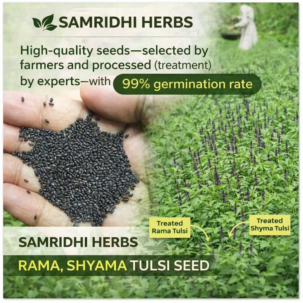 Basil Tulsi Seed | Sabja Seed - 100g | Natural Cooling Superfood